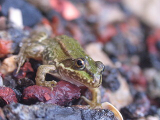 macro photo frog on stones
