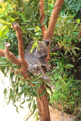 Cute Sleeping Baby Koala Bear in Queensland Australia sitting in Eucalyptus Tree. Adorable Sleepy Koala.