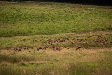 Fototapeta na wymiar Deer in the farmland, Lyme Park, Cheshire
