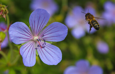 bee on a flower
