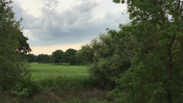 Horses grazing on meadow in the distance, Austrian forest, wide angle shot, stabilized