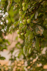 Horse Chestnut