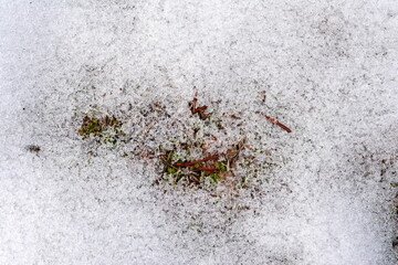The end of winter. Snow photographed in the winter season, which appeared after a snowfall. close-up, part of the snow melted, puddles formed. through the snow sticks out dry grass.