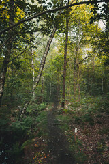 Fototapeta premium A small path through the autumn forest, branches hanging over the footpath