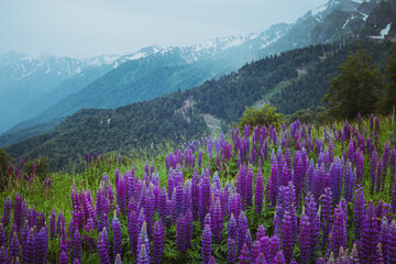 Fototapeta premium A gloomy landscape with a field of lupins in the mountains. Background with space for text