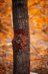 Moss covered tree amidst the orange autumn leaves, short depth of field