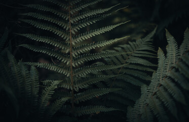 Close up of a fern / beautiful green leaves, dark moody image, abstract pattern