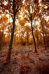 Idyllic path through the autumn forest, tall trees rise above me, a very beautiful day. Fall is my favorite season.