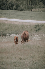 Herd of majestic red / brown horses on pasture, photo taken an early morning. Mother and its foal / child
