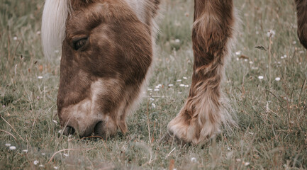 Naklejka na ściany i meble Majestic red horse grazing / on pasture, close up