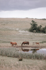 Herd of majestic red / brown horses on pasture, photo taken an early morning