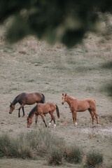 Herd of majestic red / brown horses on pasture, photo taken an early morning, Horse looking at camera