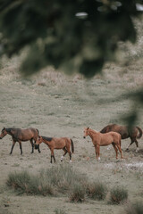 Herd of majestic red / brown horses on pasture, photo taken an early morning. Four red fux horses seen in the image.