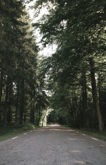 A lonely single lane road through a dark mystical forest, neutral tones with a very retro feel. Enjoy the journey.