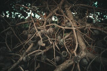 Wide angle shot of pine cones, pine needles and branches reaching toward the camera.