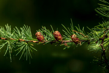 Tiny pine cones on branch