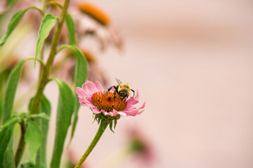 bumble bee on a pink flower