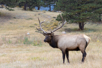 Elk Herd on a Beautiful Rocky Mountain Evening