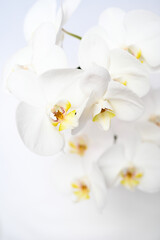 Naklejka na ściany i meble Orchid Blooms 2