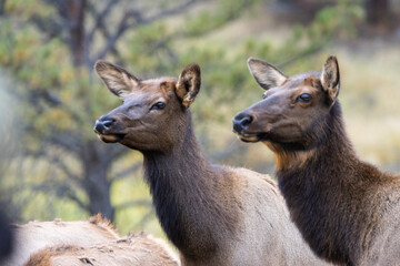 Fototapeta premium Elk Herd on a Beautiful Rocky Mountain Evening