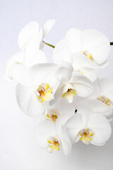 Naklejka na ściany i meble Orchid Blooms 1