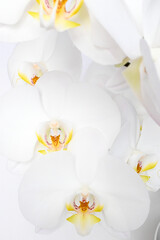 Orchid Bloom Macro 2