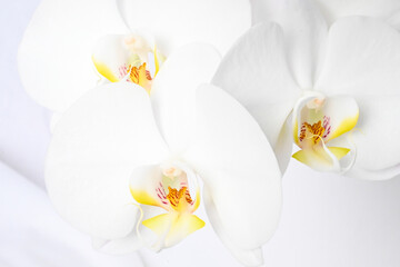 Fototapeta na wymiar Orchid Bloom Macro 1