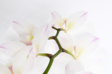 Orchid Stem 3