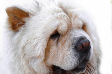 Beautiful dog chow-chow isolated on white background.