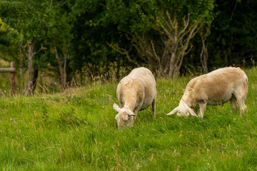 Obraz na płótnie Canvas Newly shorn sheep grazing on Bredon Hill, Worcestershire Uk. In the English countryside.