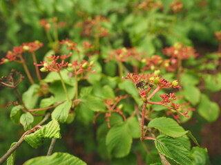 Nodding spurge found at Arboretum przelewice (Ogród Dendrologiczny w Przelewicach) English : Dendrological Garden in Przelewice	