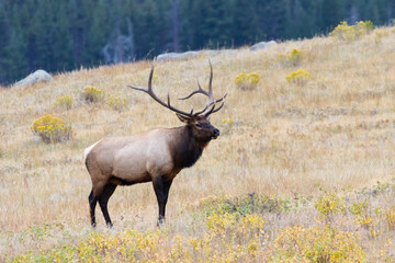 Elk Herd on a Beautiful Rocky Mountain Evening