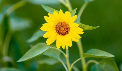 Sunflower in a Field