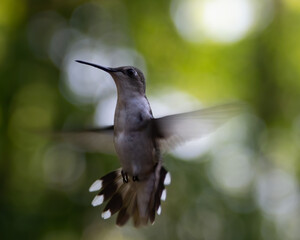 hummingbird in flight