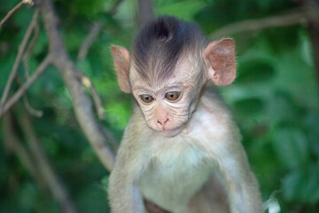 可愛いサル