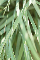 fresh green grass with dews