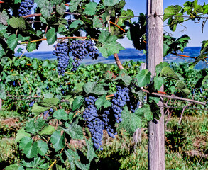 Grapes ready for picking growing in vineyard in the Finger Lakes Region of New York State in the United States