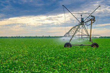 Watering beets in a large field using a self-propelled sprinkler system with a center swing. Modern agricultural technologies. Industrial production of agricultural crops. Copy space. 