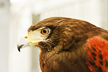 Portrait of the eagle on blur background.