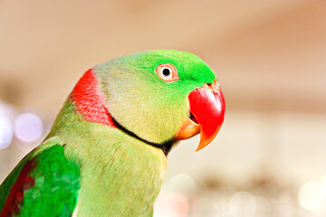 A portrait of the parrot on a blurred background. © Songserm Preecha
