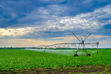 Watering beets in a large field using a self-propelled sprinkler system with a center swing. Modern agricultural technologies. Industrial production of agricultural crops. Copy space. 