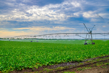 Watering beets in a large field using a self-propelled sprinkler system with a center swing. Modern...