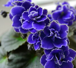 Beautiful Blue African Violet flowers.