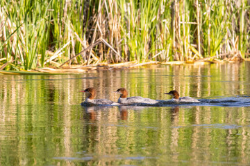 Common Merganser Ducks