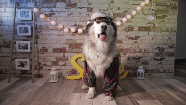 snow dog dressed up in a hat, glasses and shirt flamenca.
beautiful alaskan malamute & husky dog
