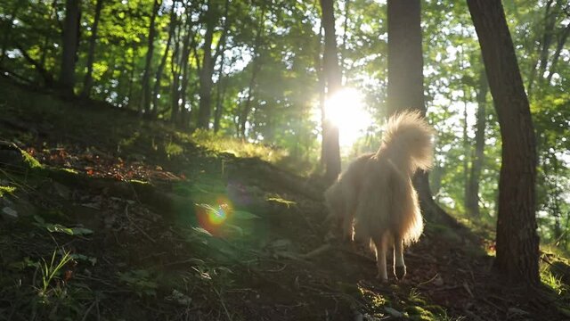 Closeup Of Rough Collie Dog Walking Through Woods