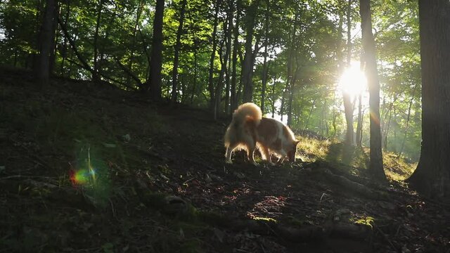 Slow Motion Of Collie Dog Walking Through Park Forest With Sunlight Streaming Through Trees