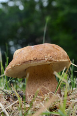 Boletus mushroom in spring forest. food from nature.