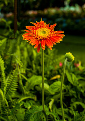 Gerbera flower natural sunlight in a greenhouse. Blooming in the spring season. Gerbera is a genus in Asteraceae. It was named in honor of the German botanist and physician Traugott Gerber.