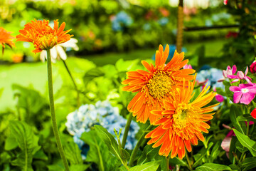 Gerbera flower natural sunlight in a greenhouse. Blooming in the spring season. Gerbera is a genus in Asteraceae. It was named in honor of the German botanist and physician Traugott Gerber.